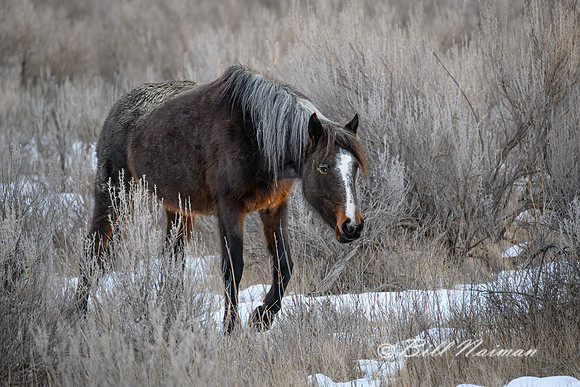 TRNP Horses  2024_2552