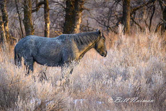 TRNP Horses  2024_2538