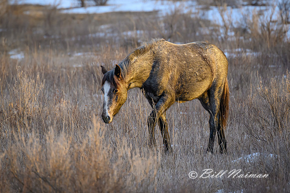 TRNP Horses  2024_2530