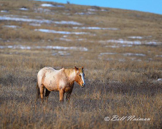 TRNP Horses  2024_0258