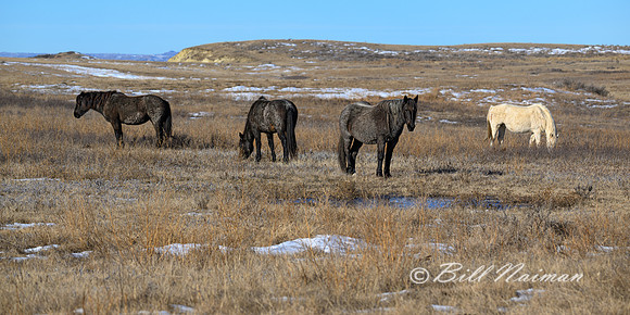 TRNP Horses  2024_0256