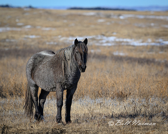 TRNP Horses  2024_0235