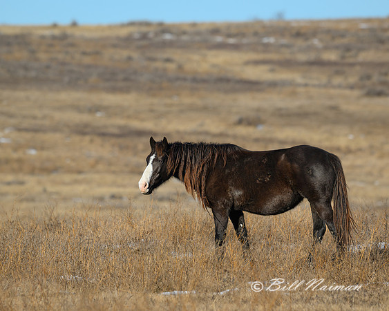 TRNP Horses  2024_0226