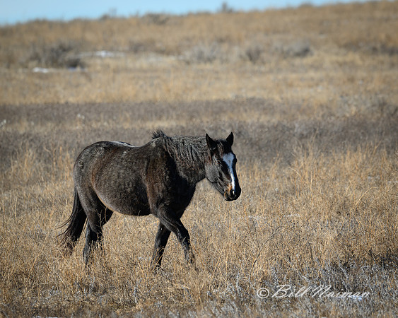 TRNP Horses  2024_0202