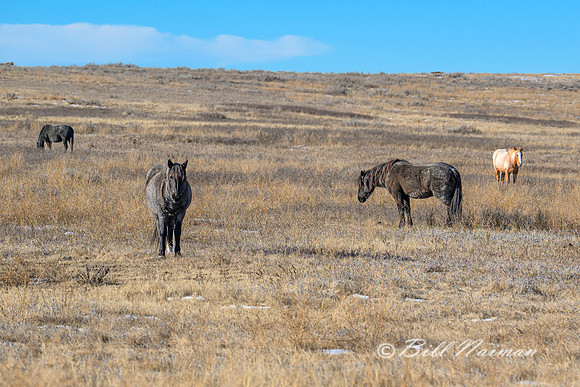 TRNP Horses  2024_0190