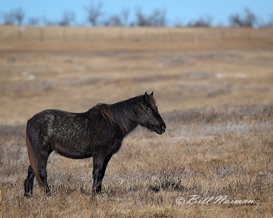 TRNP Horses  2024_0063