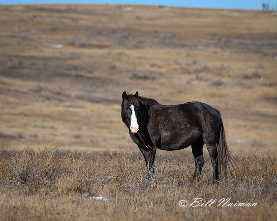 TRNP Horses  2024_0045