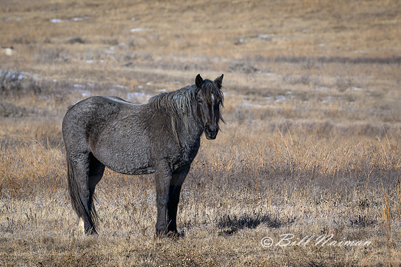 TRNP Horses  2024_0028