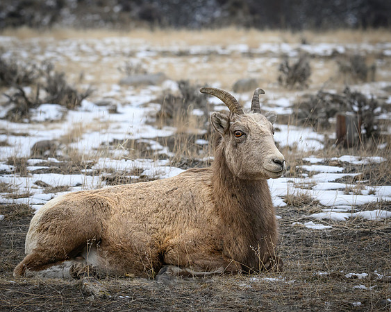 YNP Bighorn Sheep 2024_7577