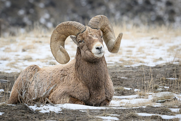 YNP Bighorn Sheep 2024_7611