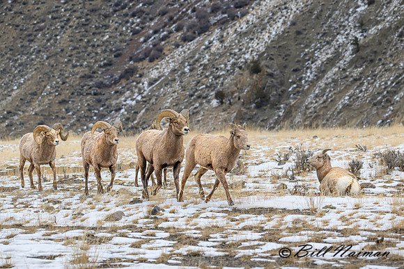 YNP Bighorn Sheep 2024_7660