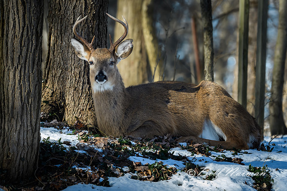 White Tail Buck - (9) - 6 Points