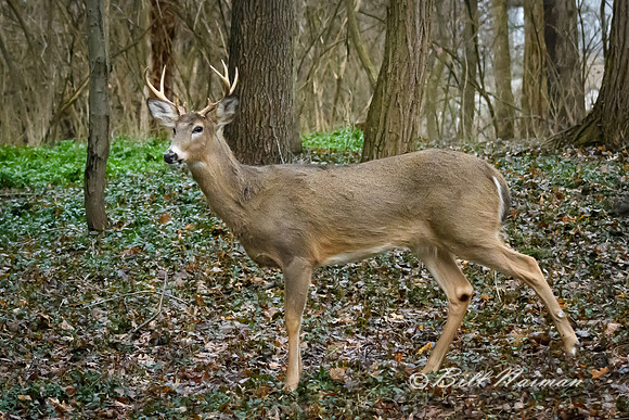 White Tail Buck - (4-4) - 8 Points