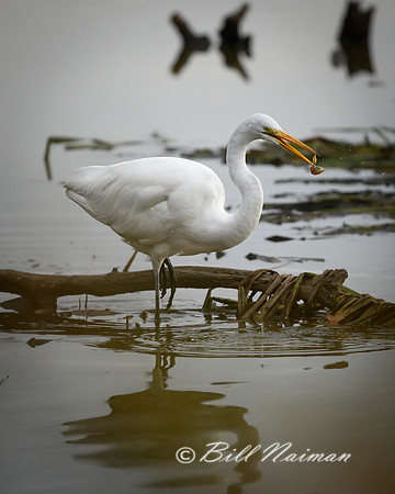 White Egret with Tadpole Series 3 of 5