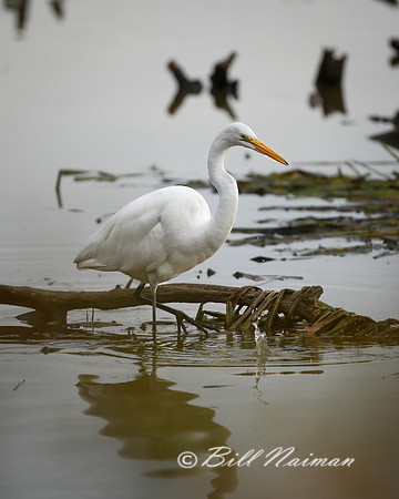 White Egret with Tadpole Series 5 of 5