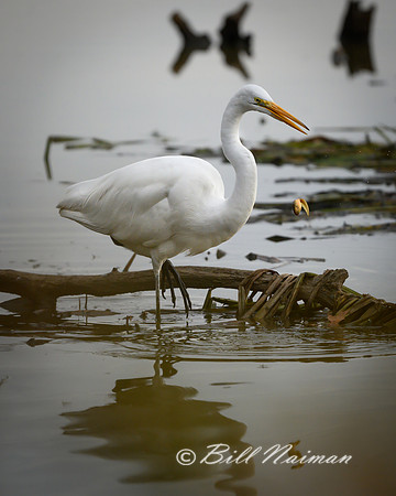 White Egret with Tadpole Series 4 of 5