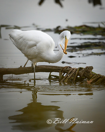 White Egret with Tadpole Series 1 of 5