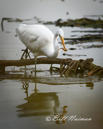 White Egret with Tadpole Series 2 of 5
