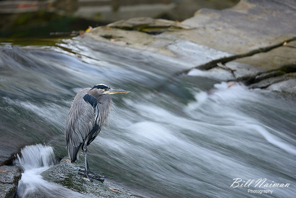 Blue Heron Fortier Park 2019 (1)