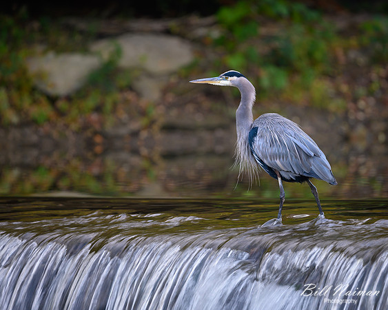 Blue Heron Fortier Park 2019 (2)