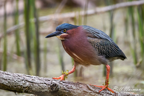 Green Heron Series 1 of 6