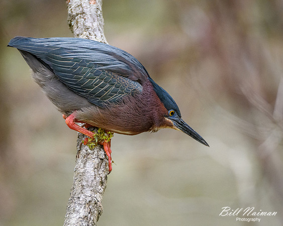 Green Heron Series 2 of 6