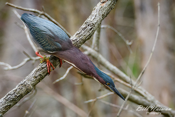 Green Heron Series 3 of 6