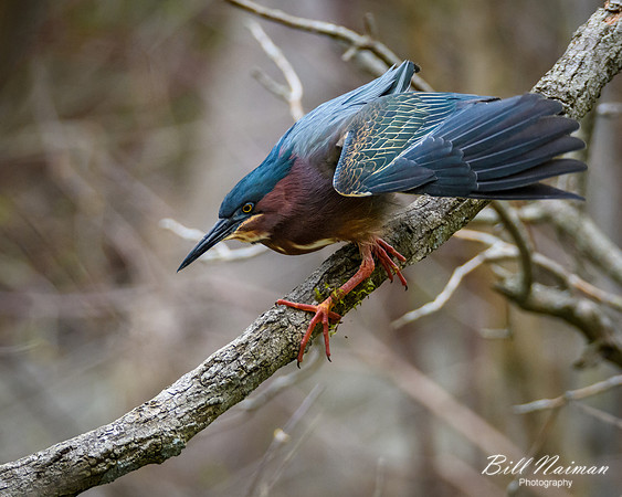 Green Heron Series 4 of 6