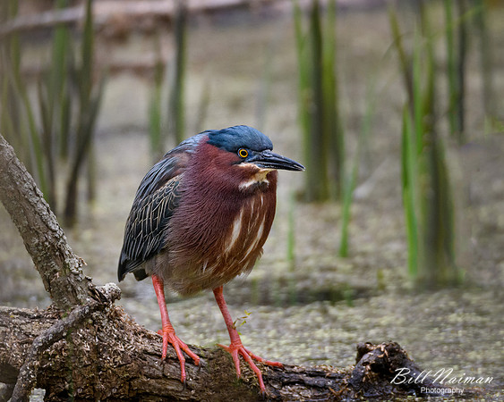 Green Heron Series 5 of 6