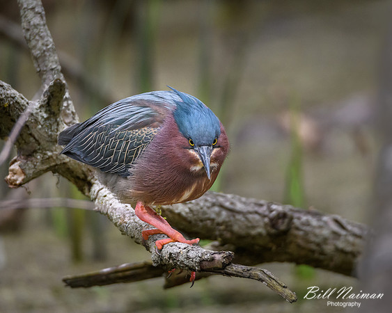 Green Heron Series 6 of 6