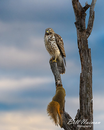 Hawk and Squirrel - 2019
