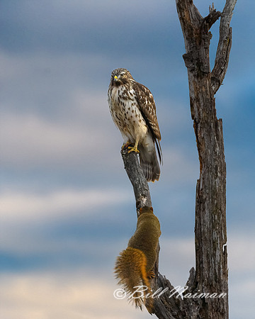 Hawk and Squirrel (soft oil paint texture) - 2019