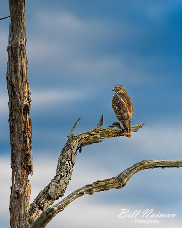 Hawk in Tree - 2019