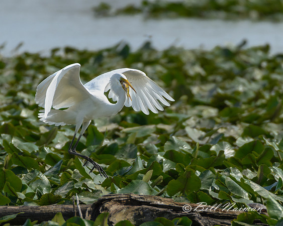 White Egret with Fish Series 1 of 3