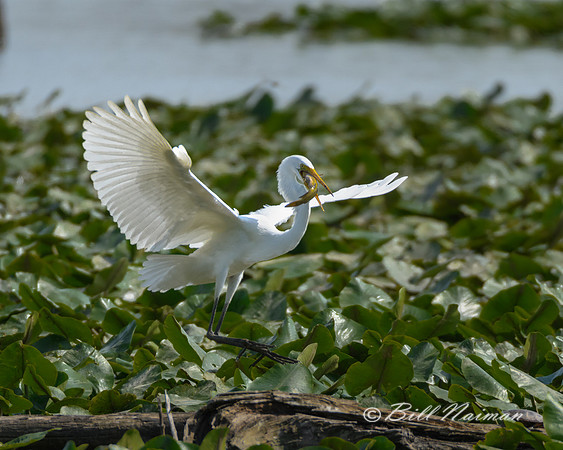 White Egret with Fish Series 2 of 3