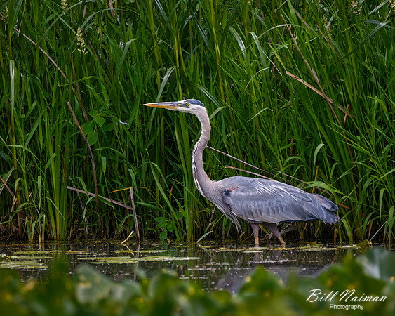 Blue Heron Stalking (1)
