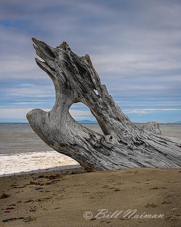 Dungeness Spit (3)