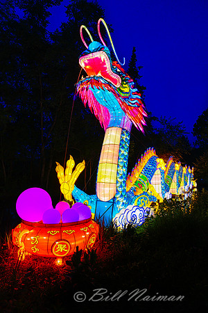 Asian Lantern Festival 2019 - Dragon (2)