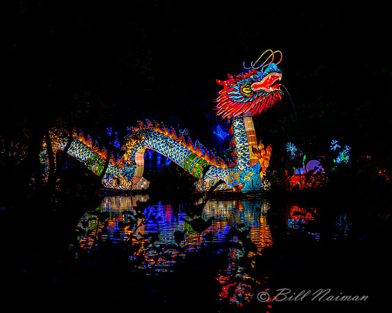 Asian Lantern Festival 2019 - Dragon (1)