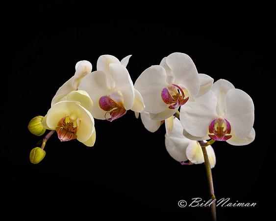 White Moth Orchid- 2019