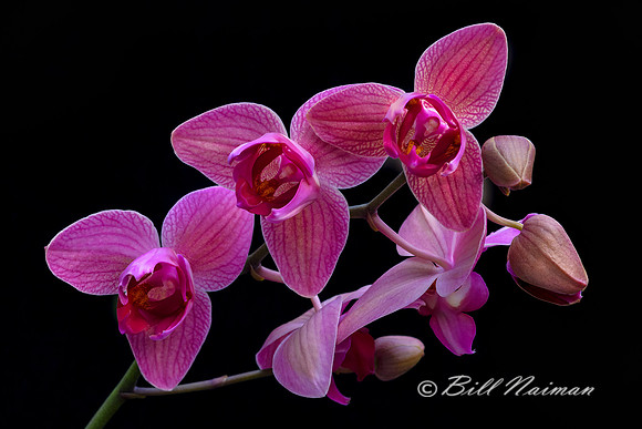 Pink Moth Orchid - 3 petals 2019