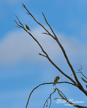 Hawk and Heron in Tree - 2019