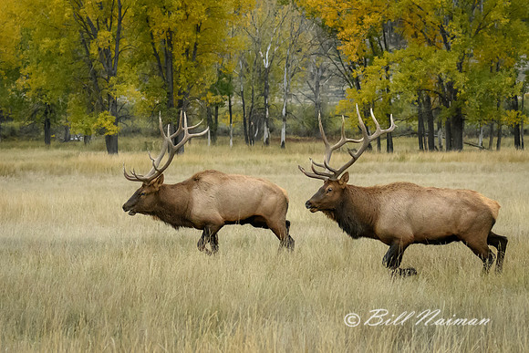 Elk (2) - After the Clash