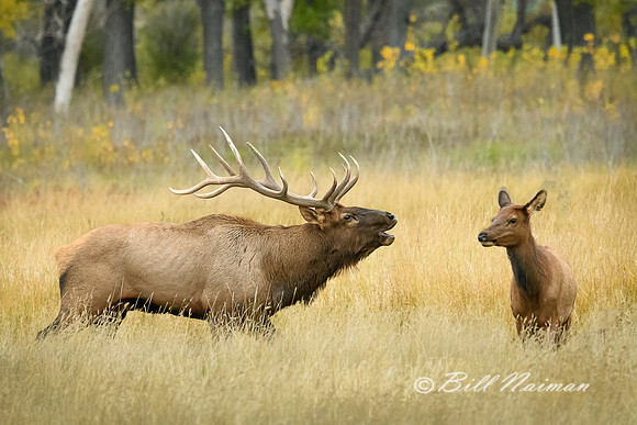 Elk (3) - Bugling