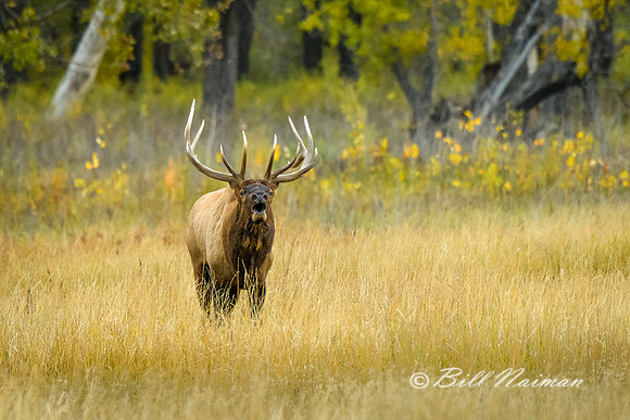 Elk (4) - Ready for Battle