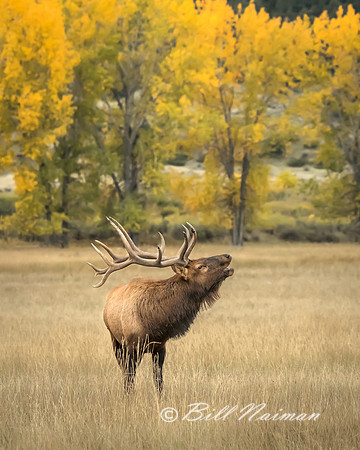 Elk (5) - Bugling