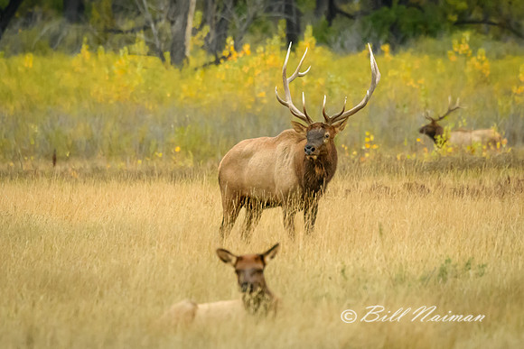 Elk (6)