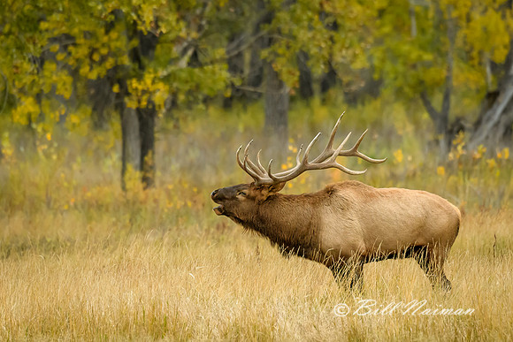 Elk (8)