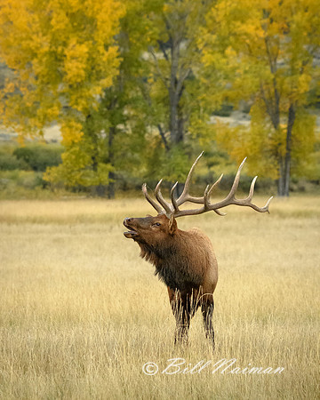 Elk (9)