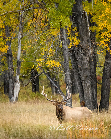 Elk (4)